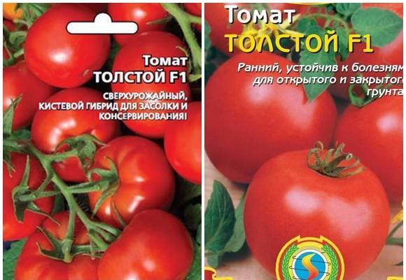 Сорт томатов каспар f1: описание, фото, урожайность