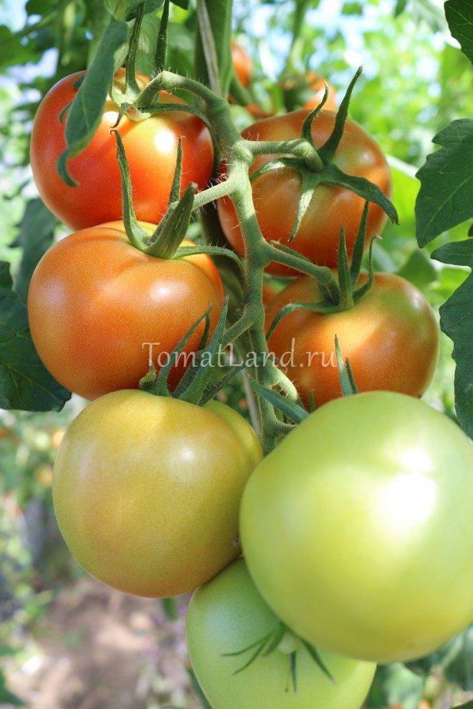 Томат "интуиция" f1: описание сорта, характеристики, советы по выращиванию отличного урожая помидор, фото-материалы