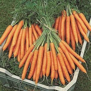 Скороспелые сорта моркови: 25 лучших с описанием и характеристиками + фото