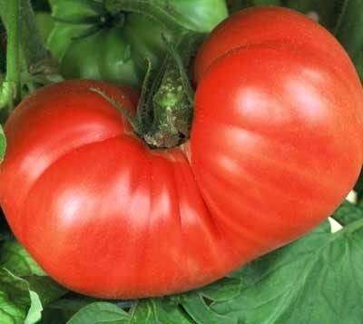 Как посадить и вырастить томат гордость застолья