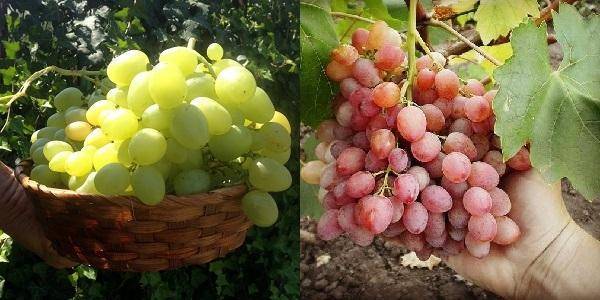 Красивый виноград с наливными ягодами — сорт софия
