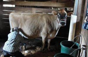 Как правильно доить коров, чтобы увеличить удой: особенности подготовки, рекомендации по уходу за выменем