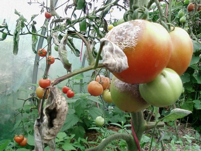 Как бороться с фитофторой на помидорах в теплице народными средствами и фунгицидами