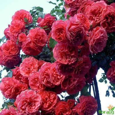 Украшение садов и парков — плетистая роза розариум ютерсен. описание, фото, нюансы выращивания