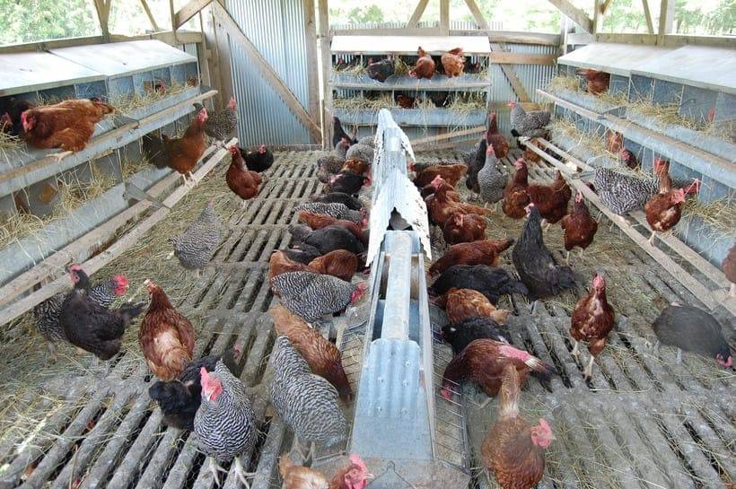 Разведение курс несушек: бизнес план по заработку на куриных яйцах в домашних условиях