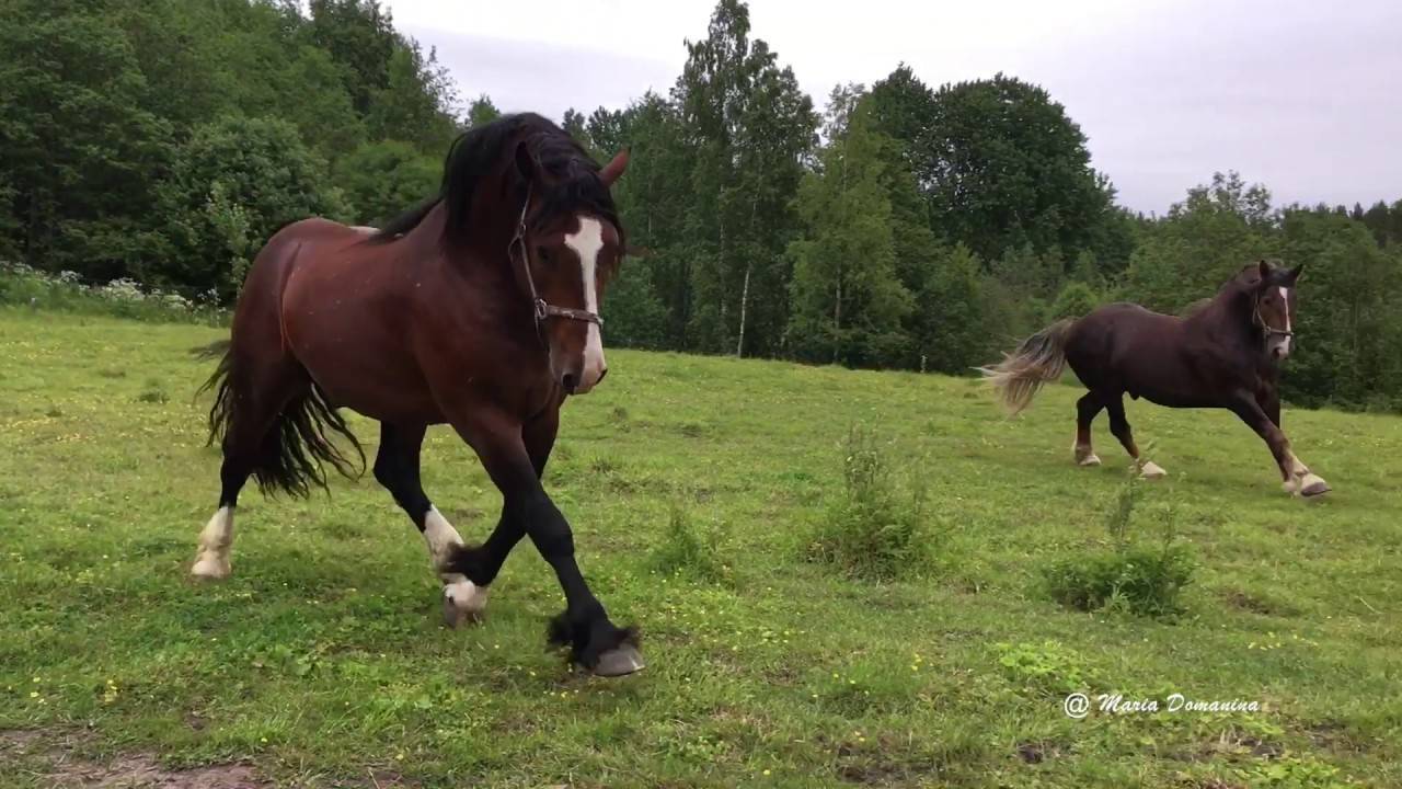 Порода лошадей владимирский тяжеловоз