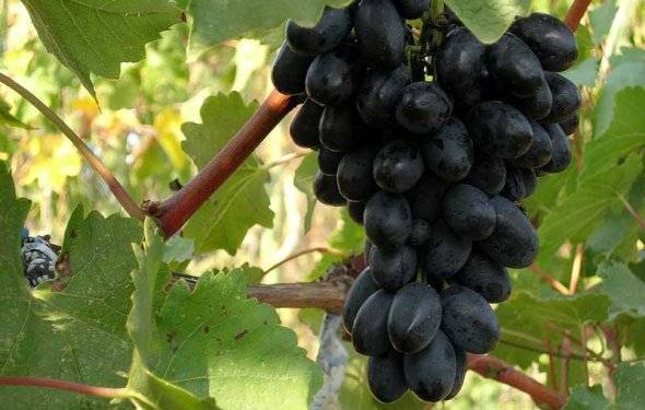 Подробное описание лучших сортов винограда, которые были выведены красохиной с.и.