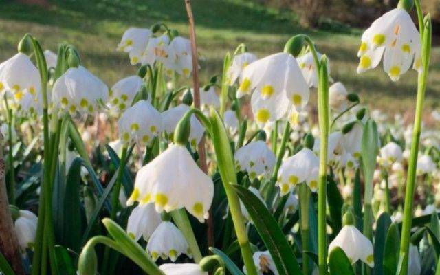 Белоцветник весенний: описание цветка, посадка и уход, размножение