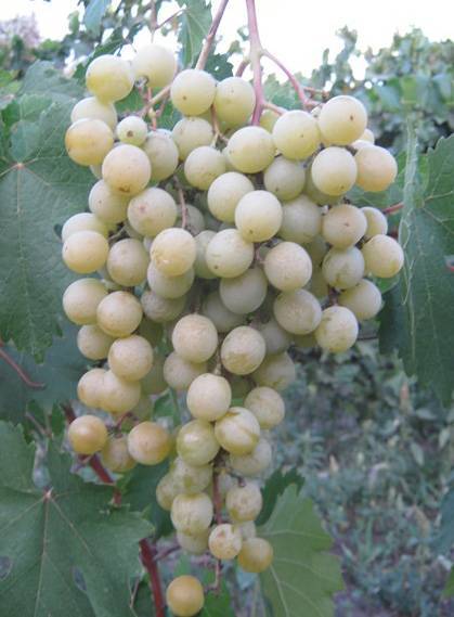 Виноград фрумоаса албэ: характеристика и описание сорта