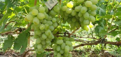 Виноград молдова: описание сорта, фото