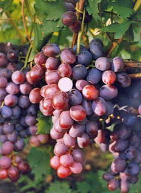 Сорт винограда «низина»: описание и фото