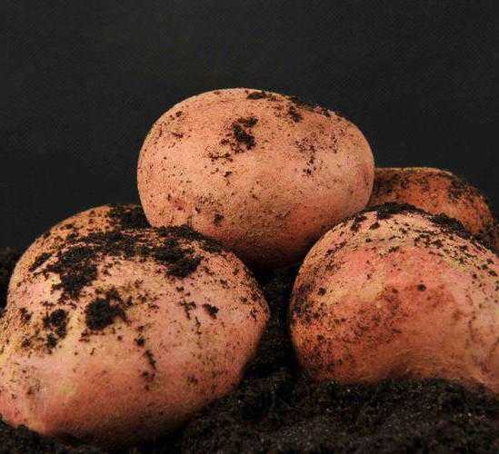 Картофель колобок: характеристика сорта, урожайность, особенности выращивания