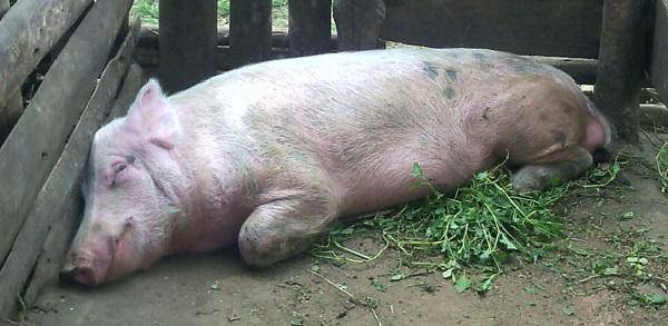 Свиноматка упала на ноги после отлучки поросят. почему свинья падает на задние ноги и как ей помочь