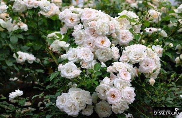 Почвопокровные розы: описание и правила выращивания
