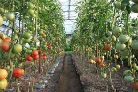 Сорта томатов устойчивые к фитофторозу