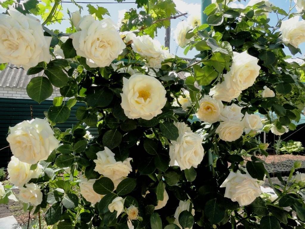 Вид чайно-гибридной розы сорта ностальжи: описание, как посадить, условия ухода