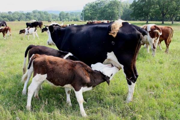 Парагрипп крупного рогатого скота: лечение и профилактика 2020