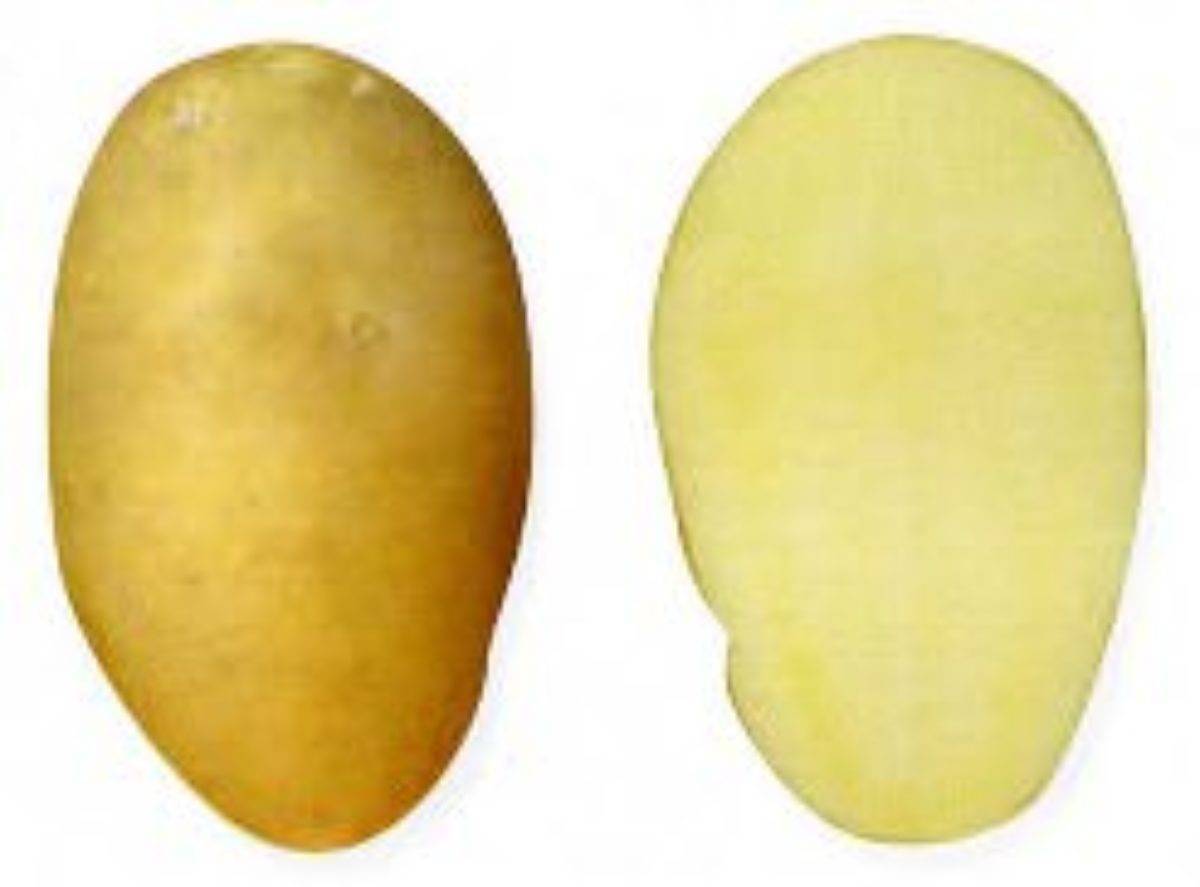 Сорт картофеля памяти Рогачева