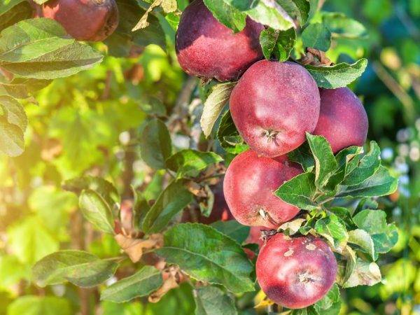 Агротехника зимнего сорта яблони ред делишес
