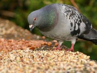 Чем питаются голуби и как правильно их кормить?