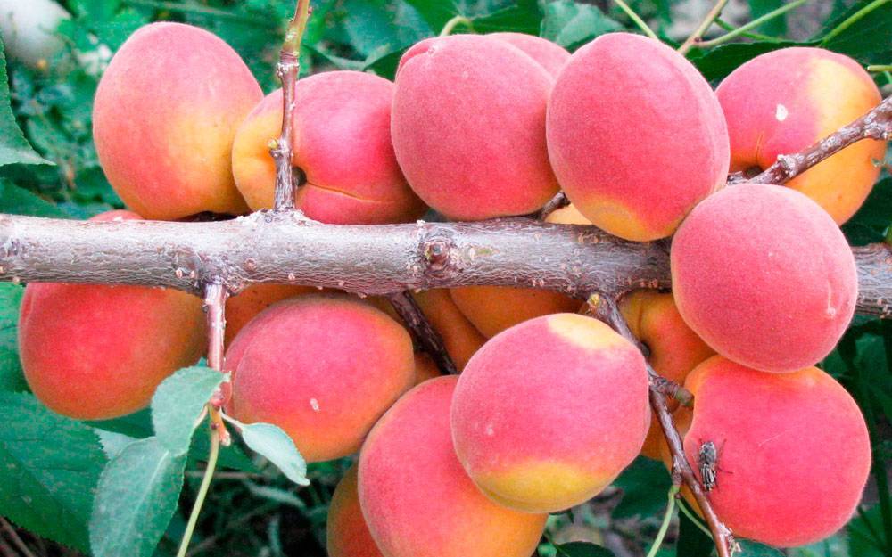 Описание и характеристики абрикоса сорта водолей, тонкости выращивания