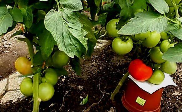 Отличный гибридный сорт помидор - полбиг - порадует и садоводов и фермеров