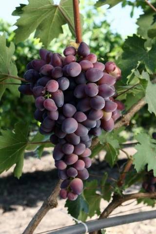 Описание сорта винограда красотка: отличительные черты, основные преимущества