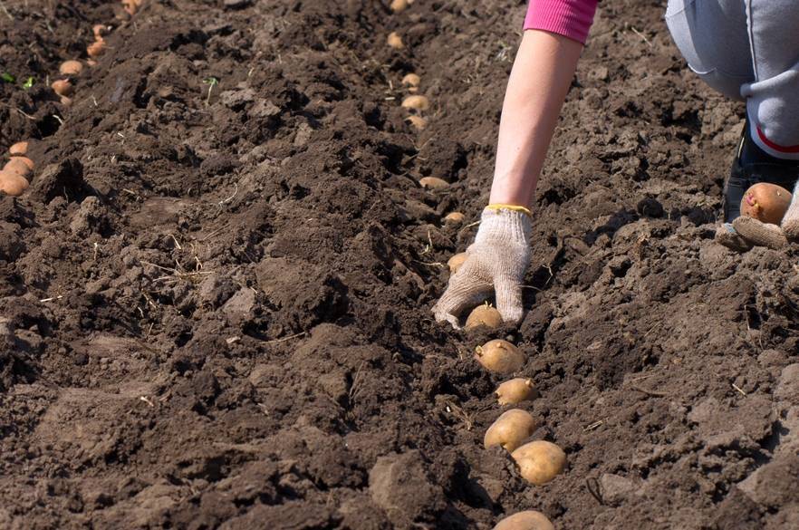 Посадка и выращивание картофеля в открытом грунте: уход