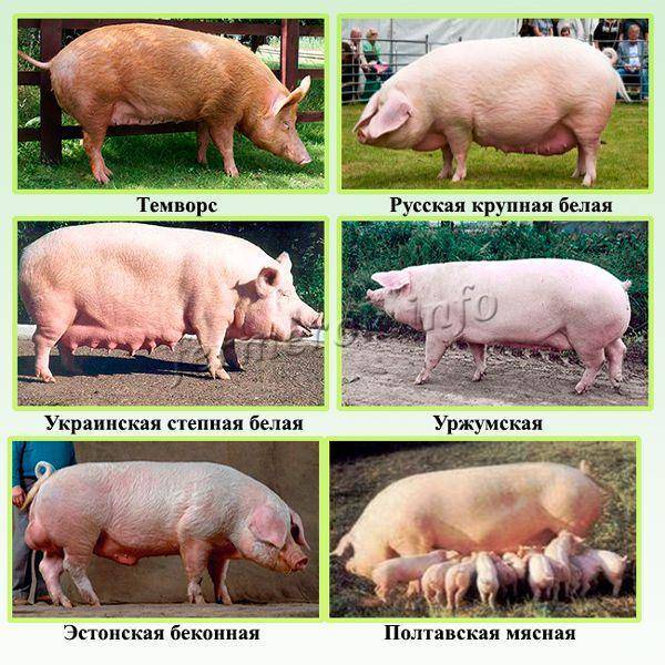 Породы свиней: описание, характеристика продуктивности, уход