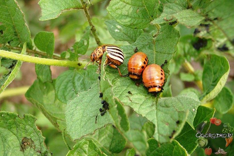 Как избавиться от колорадского жука народными и хическими средствами