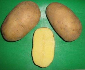 Сорт картофеля Зорачка: характеристика, отзывы