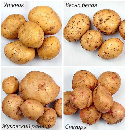 Айл оф джура: описание сорта картофеля, характеристики, агротехника