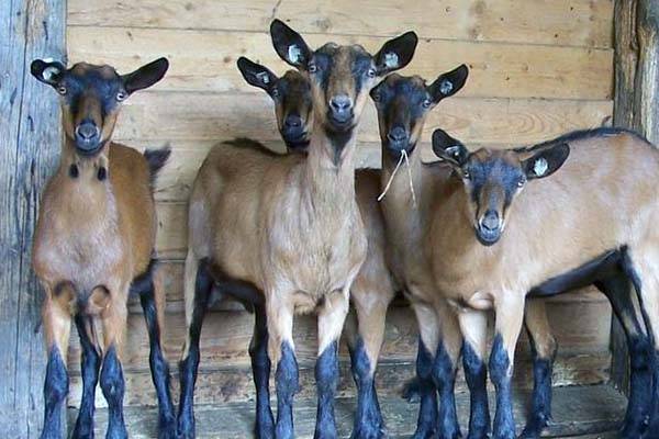 Молочные породы коз: характеристики, фото и сравнение удойности