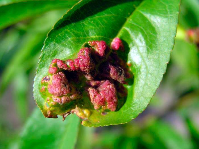 Курчавость листьев персика: лечение, обработка