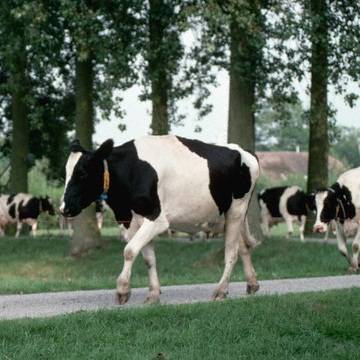 Черно-пестрая порода коров: характеристика КРС + фото, отзывы