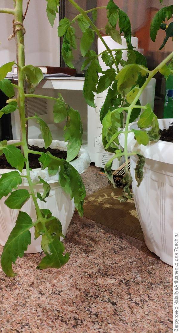 Почему опадают листья у рассады помидоров дома