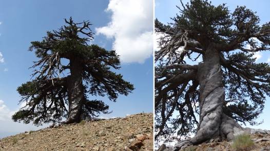 Сосна мафусаил — одно из старейших деревьев на земле