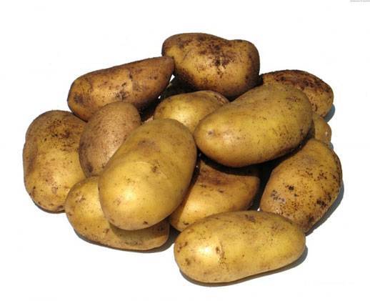 Ранние сорта картофеля для подмосковья