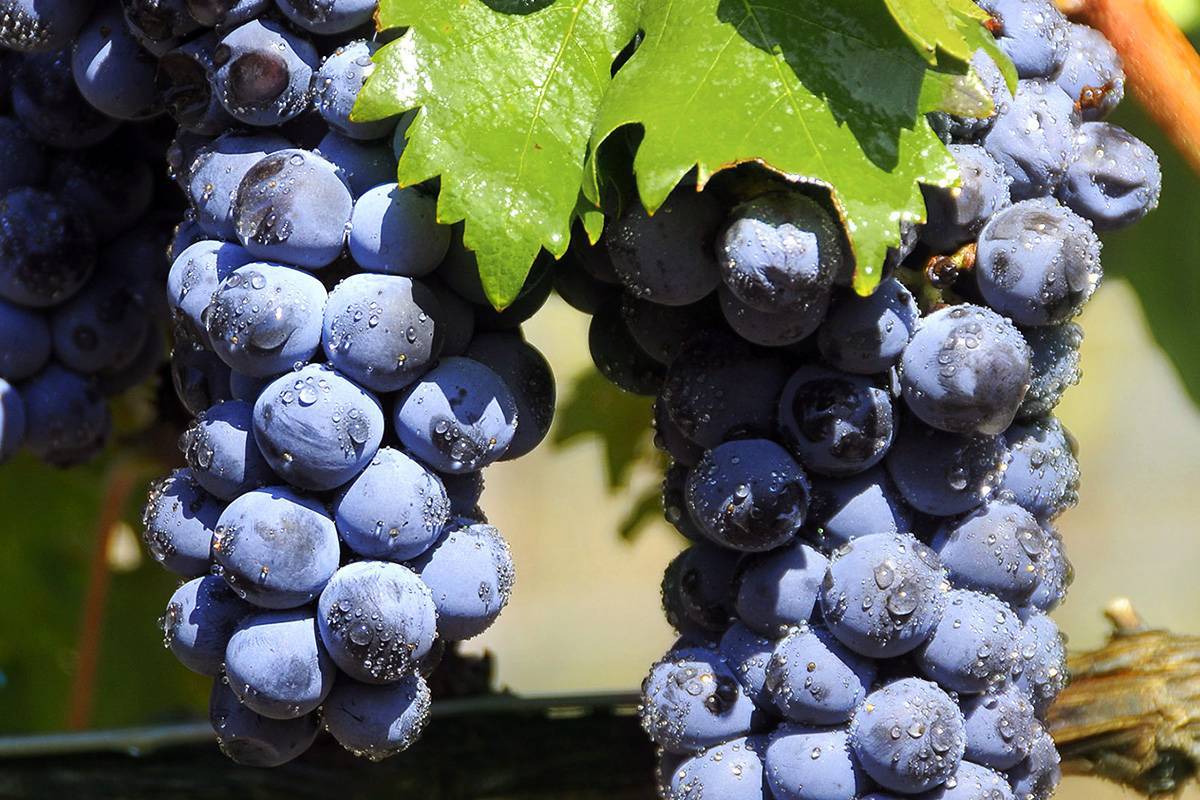 Испанское вино tempranillo (темпранильо): что это за сорт винограда, его полное описание и характеристики