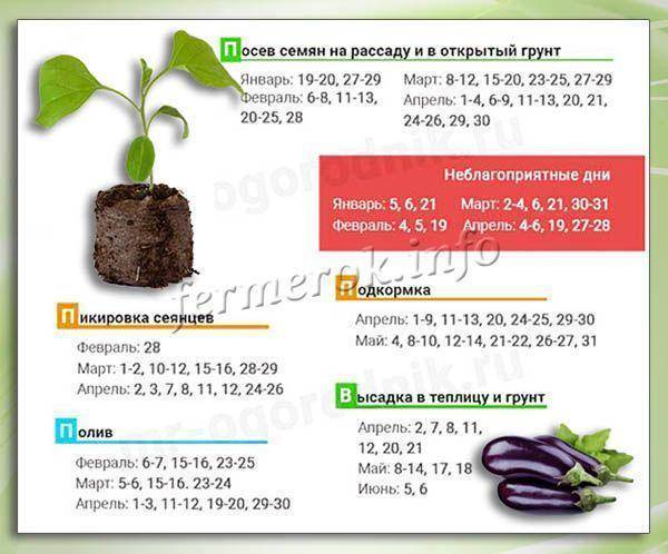 Как правильно выращивать баклажаны в открытом грунте?