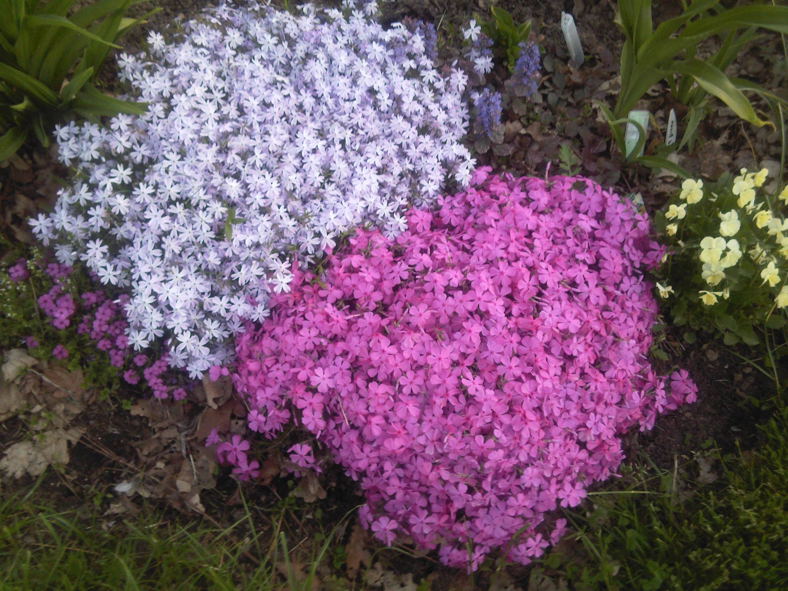 Многолетние цветы для сибири — фото и названия
