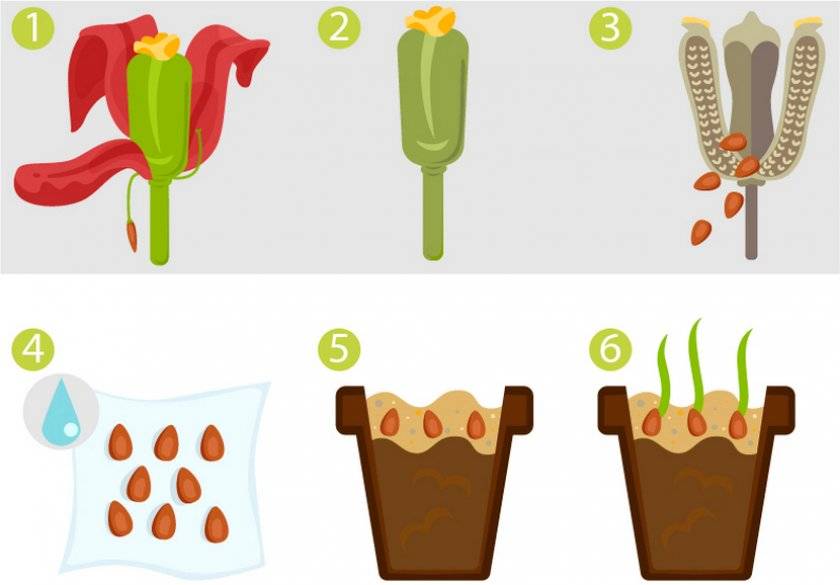 Как размножаются тюльпаны при помощи деления луковиц?