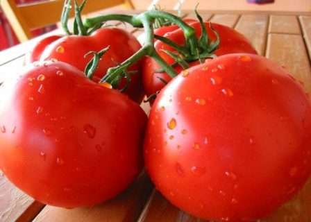 Характеристики голландских сортов помидоров