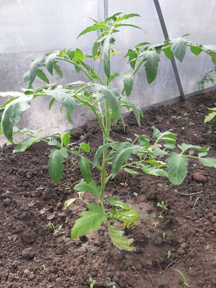 Высадка рассады томатов в открытый грунт: сроки и правила