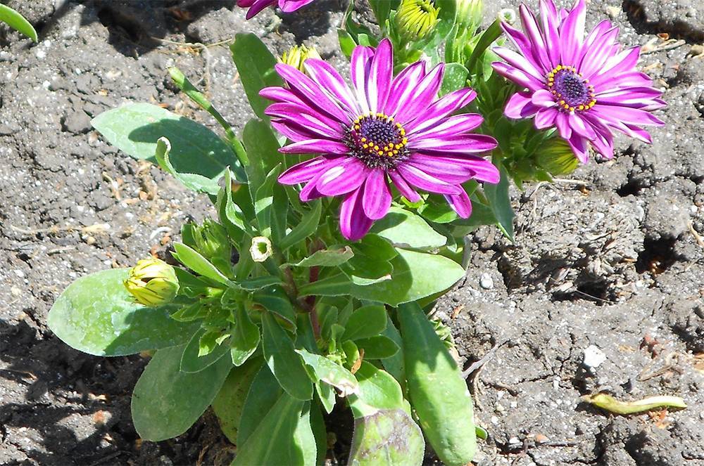 Остеоспермум (49 фото): это однолетний или многолетний цветок? выращивание в открытом грунте и в домашних условиях, посадка и уход. когда сажать семена?