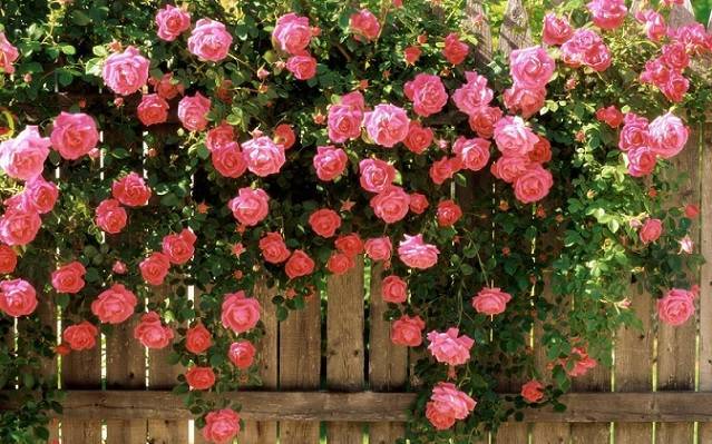 Сорта чайно-гибридной розы. роза чайно-гибридная grand gala роза гранд гала бледно розовая описание отзывы