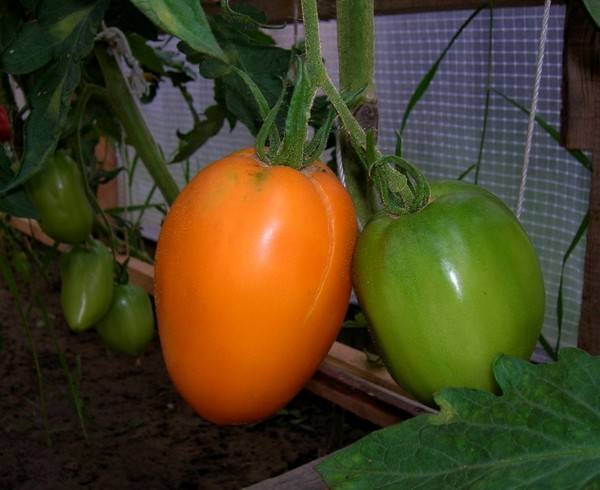 Томат оранжевая клубника: характеристика и описание сорта, фото, отзывы, урожайность