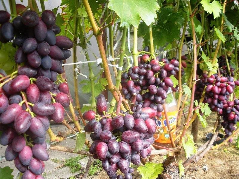 Виноград "красотка": фото, описание сорта, отзывы