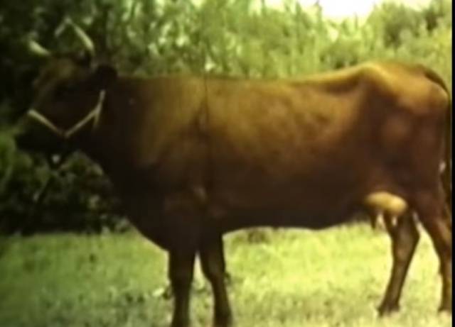 Бестужевская порода коров - характеристика и разведение крс 2020
