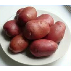 Сорт картофеля «рокко»: характеристика, описание, урожайность, отзывы и фото